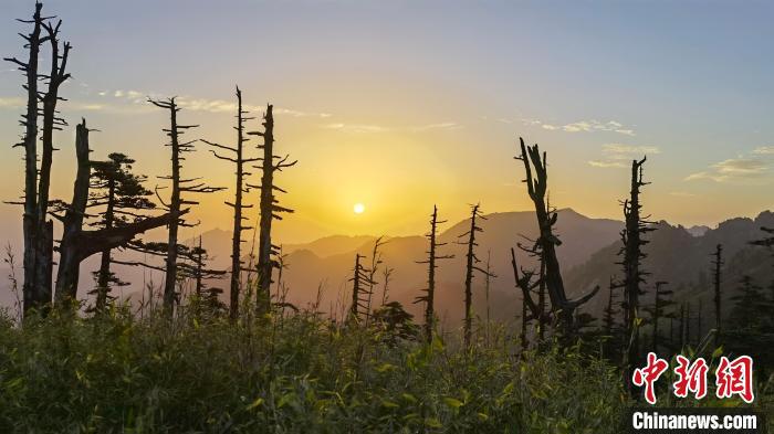 圖為綠意盎然的秦嶺?！≈烊竾?guó)家森林公園供圖